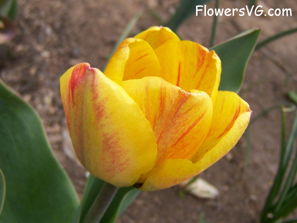tulip flower Photo abflowers7385.jpg