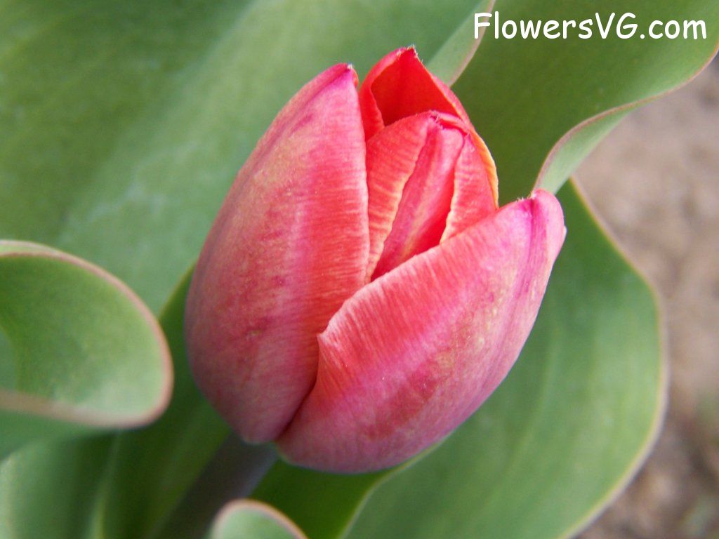 tulip flower Photo abflowers7386.jpg