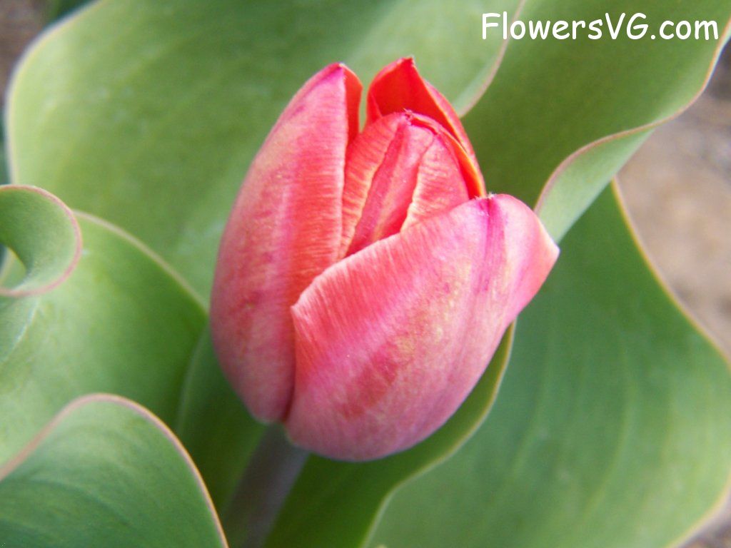 tulip flower Photo abflowers7387.jpg