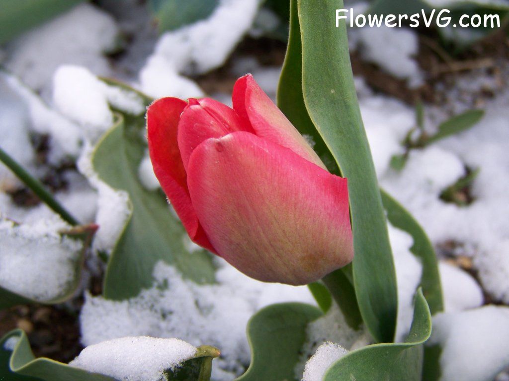 tulip flower Photo abflowers7404.jpg