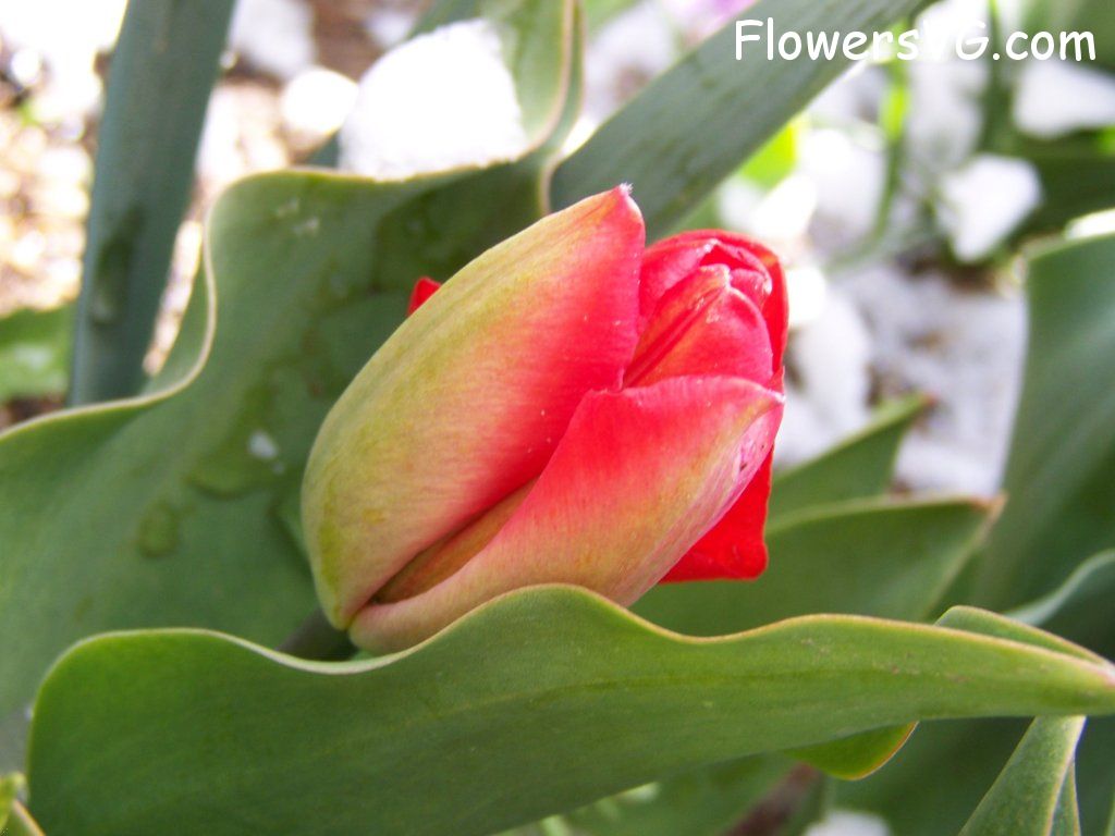 tulip flower Photo abflowers7408.jpg
