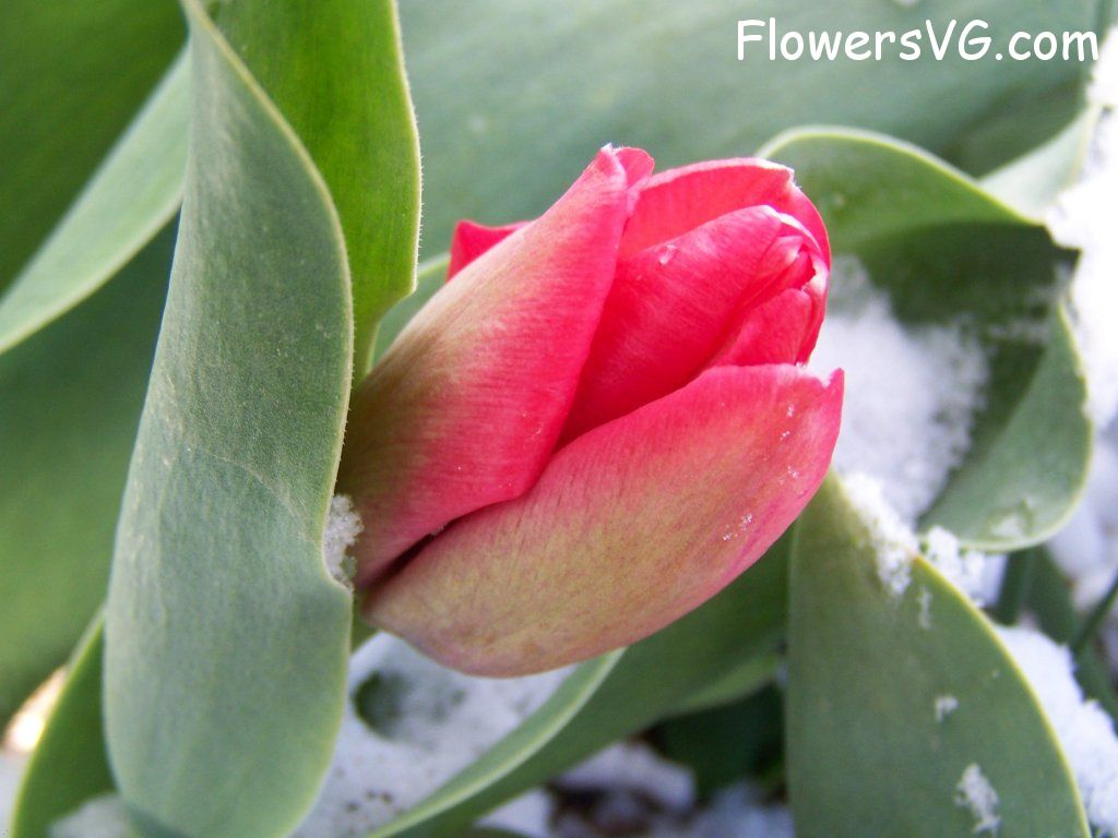 tulip flower Photo abflowers7416.jpg