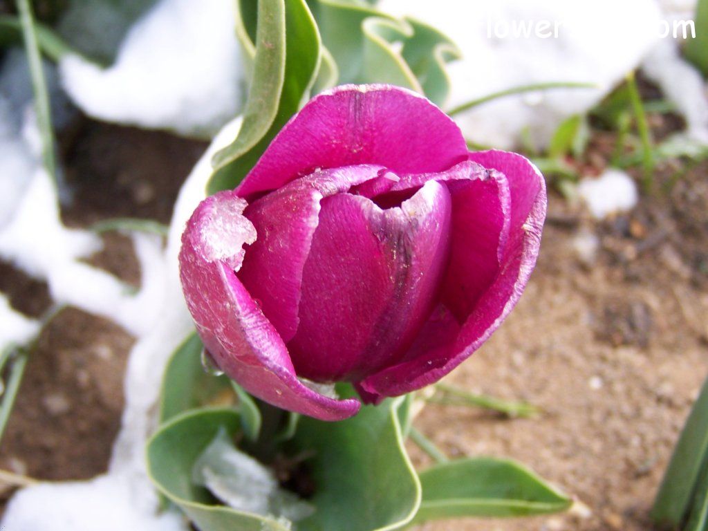 tulip flower Photo abflowers7419.jpg