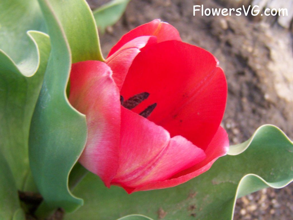 tulip flower Photo abflowers7427.jpg