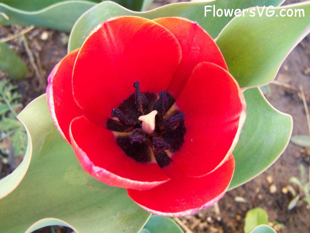 tulip flower Photo abflowers7430.jpg