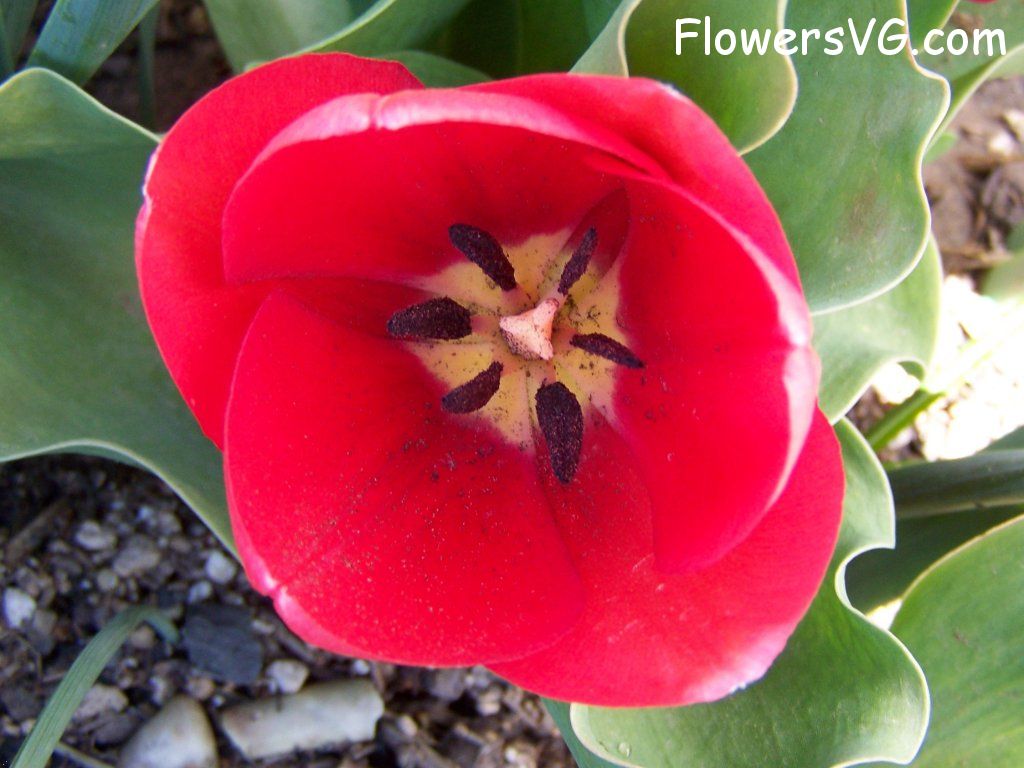 tulip flower Photo abflowers7431.jpg