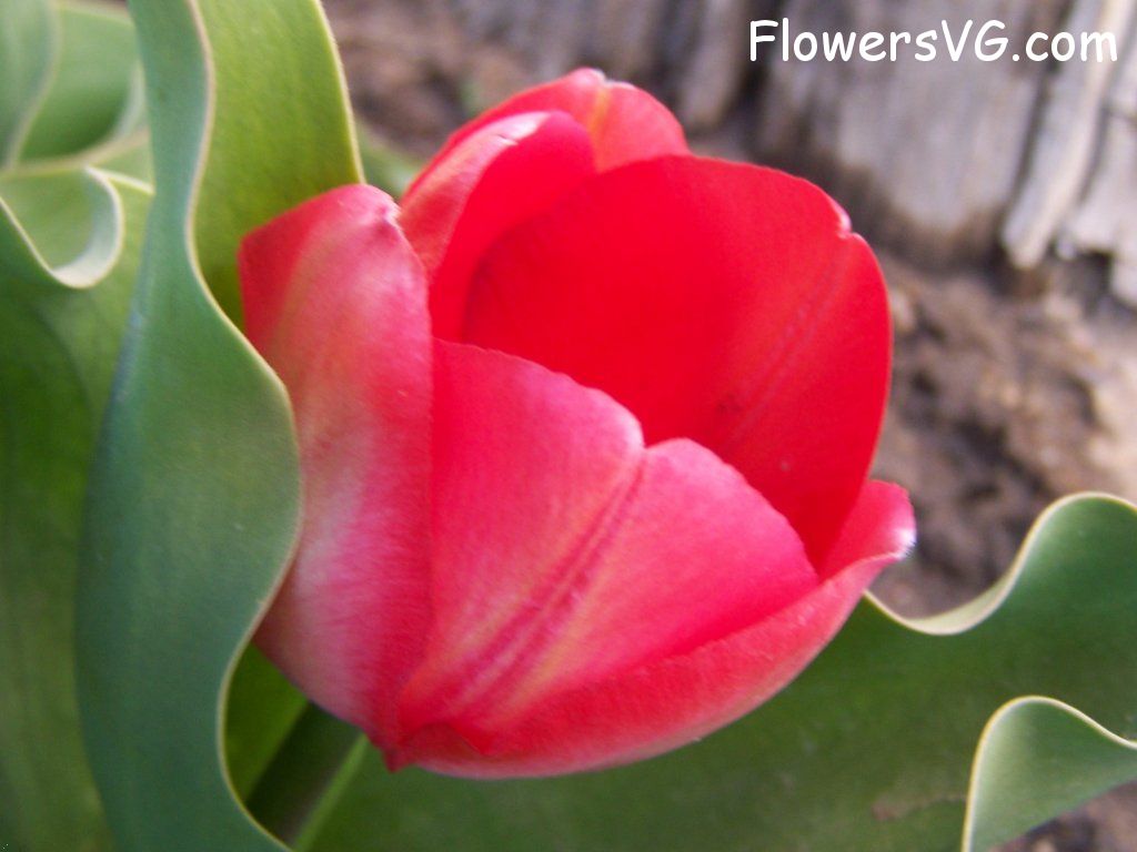 tulip flower Photo abflowers7432.jpg