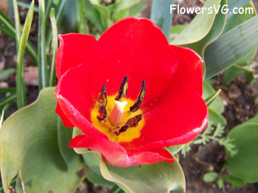 tulip flower Photo abflowers7433.jpg
