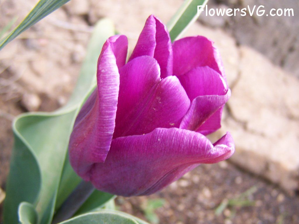 tulip flower Photo abflowers7439.jpg
