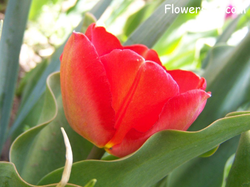 tulip flower Photo abflowers7441.jpg