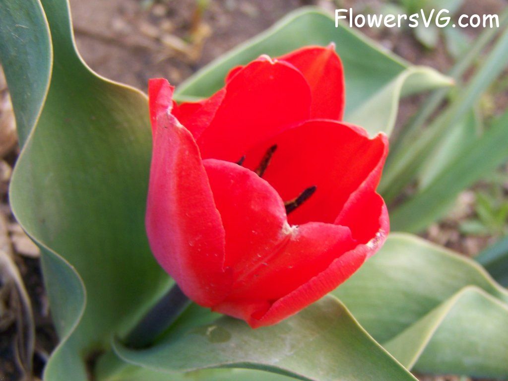 tulip flower Photo abflowers7442.jpg