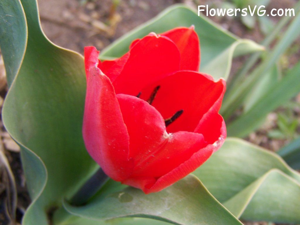 tulip flower Photo abflowers7443.jpg