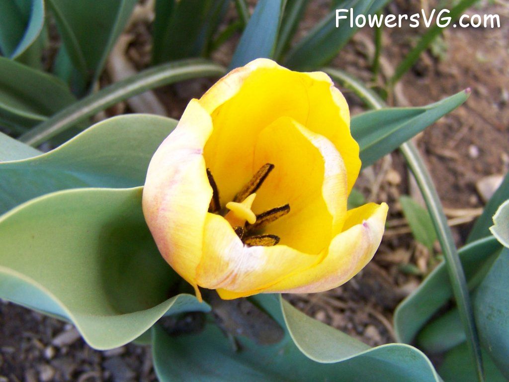 tulip flower Photo abflowers7455.jpg