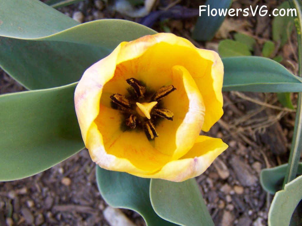 tulip flower Photo abflowers7456.jpg
