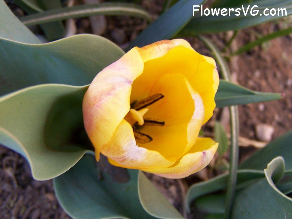 tulip flower Photo abflowers7459.jpg
