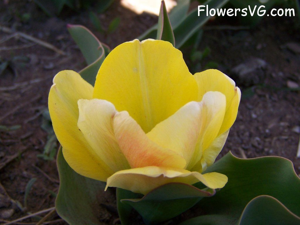 tulip flower Photo abflowers7460.jpg