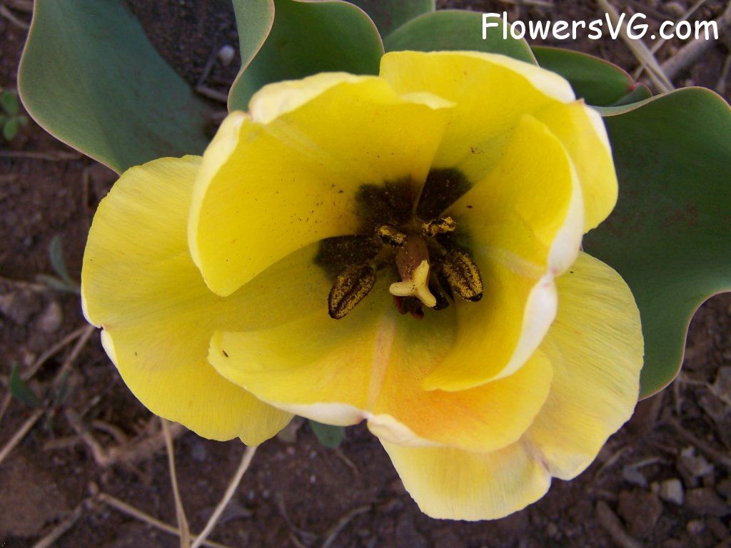 tulip flower Photo abflowers7461.jpg