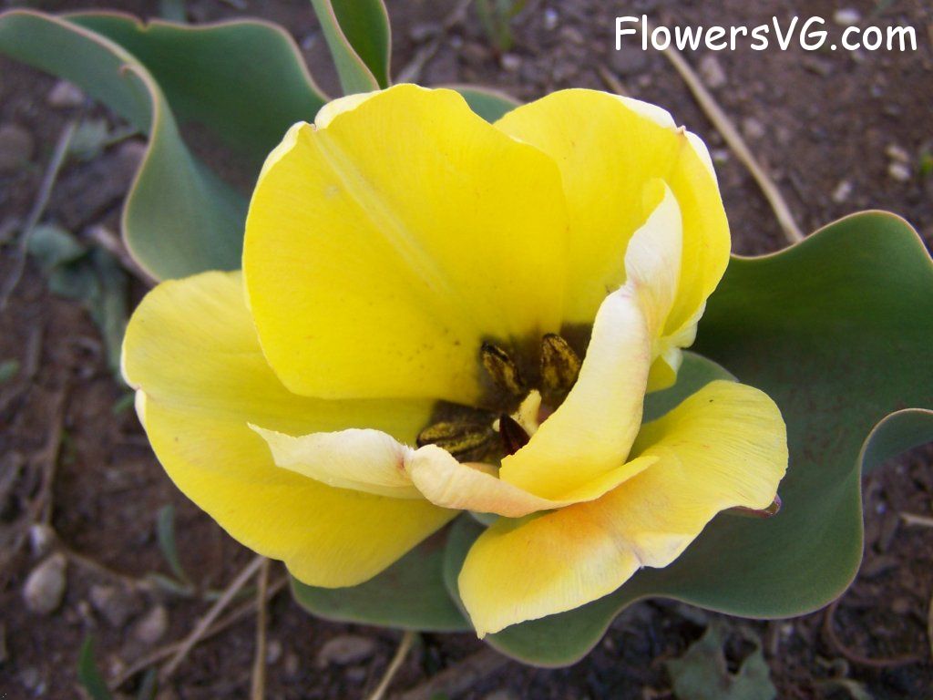 tulip flower Photo abflowers7462.jpg