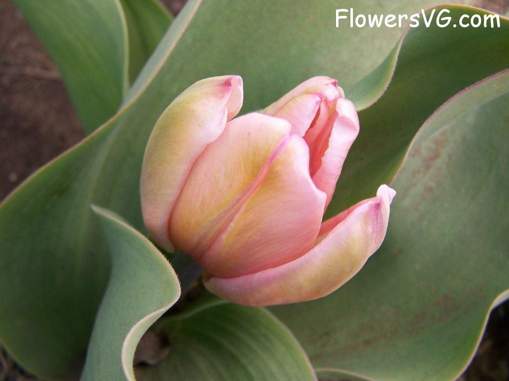 tulip flower Photo abflowers7471.jpg