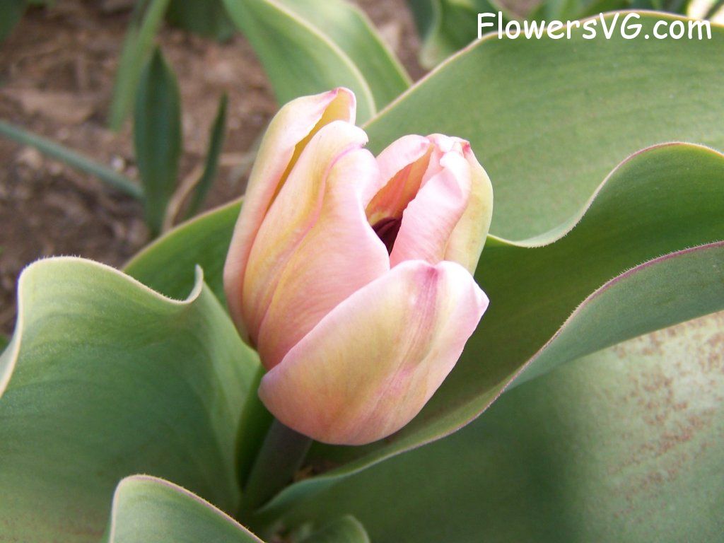 tulip flower Photo abflowers7472.jpg