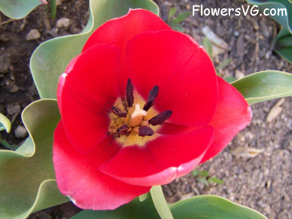 tulip flower Photo abflowers7475.jpg