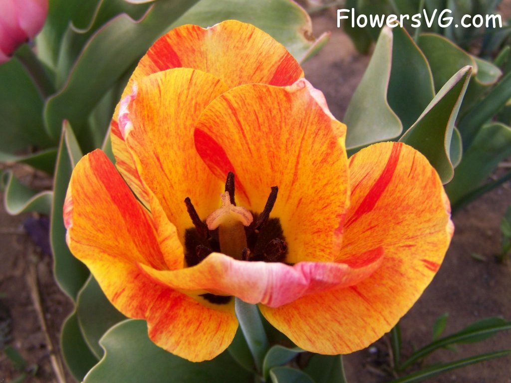tulip flower Photo abflowers7494.jpg