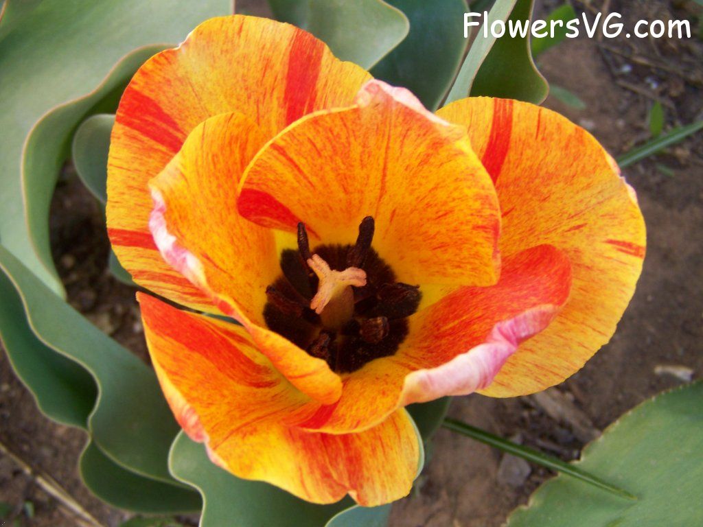 tulip flower Photo abflowers7496.jpg