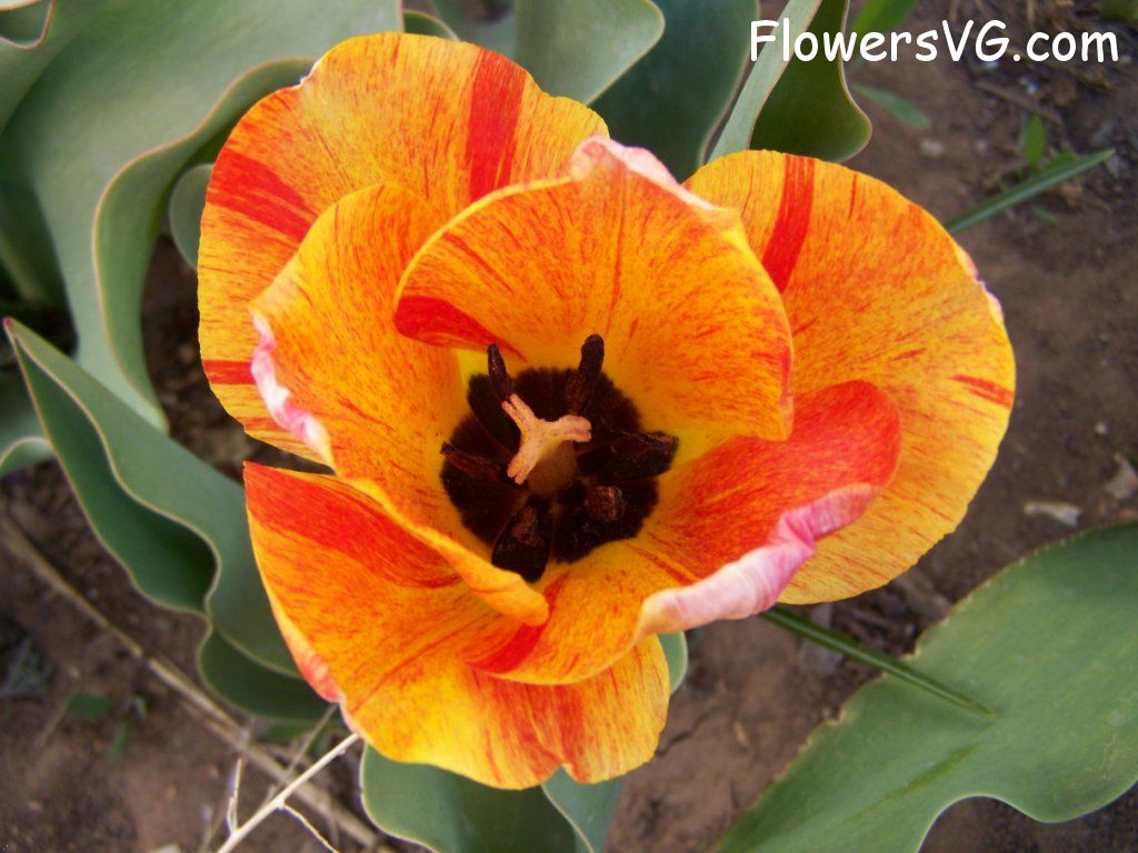 tulip flower Photo abflowers7497.jpg