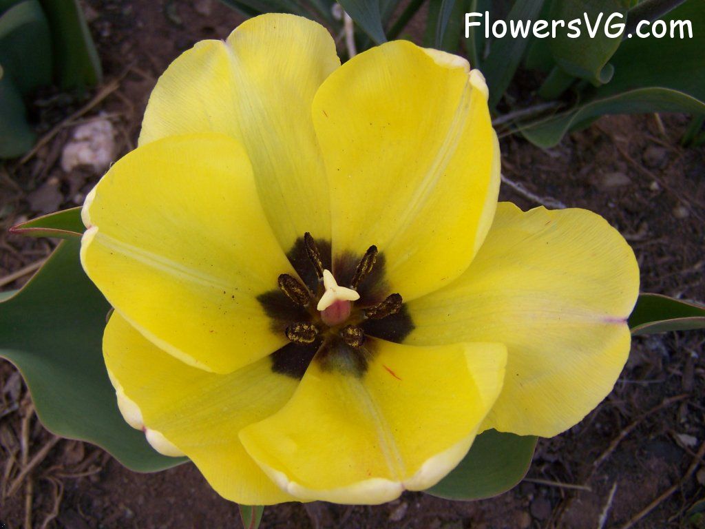 tulip flower Photo abflowers7498.jpg