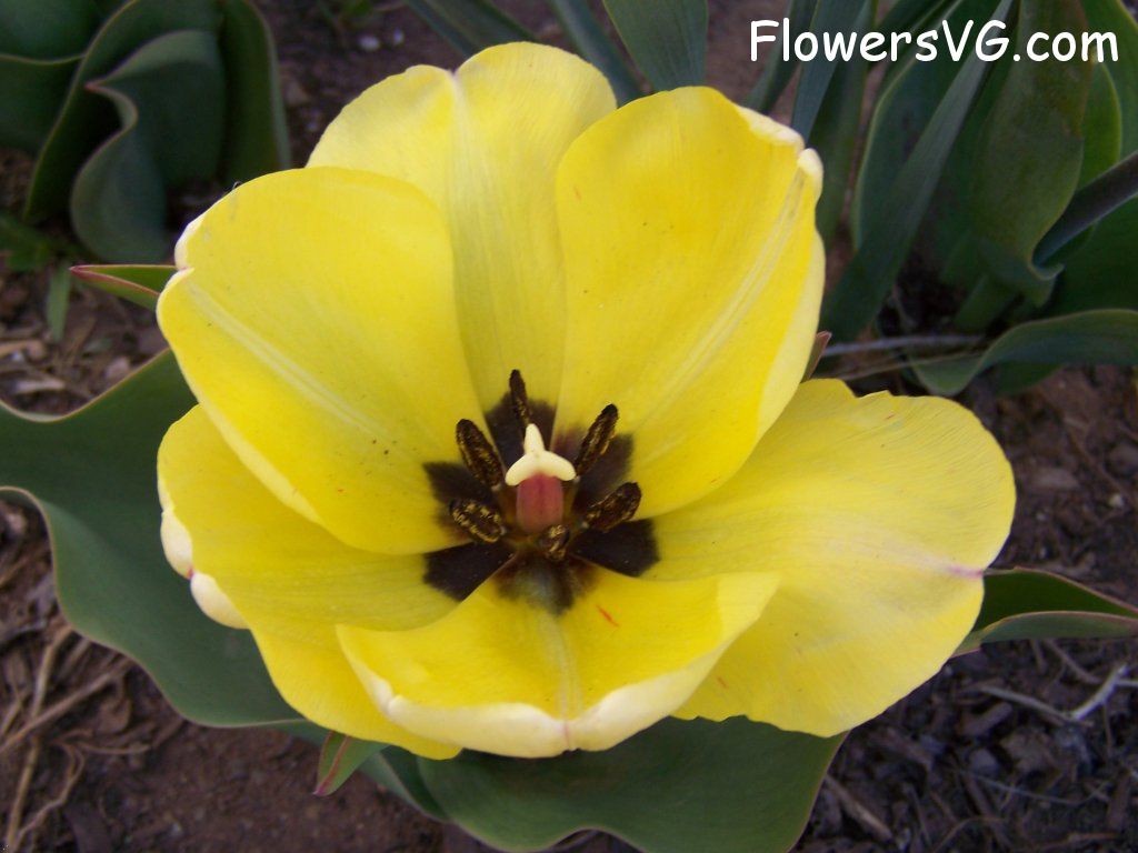 tulip flower Photo abflowers7499.jpg