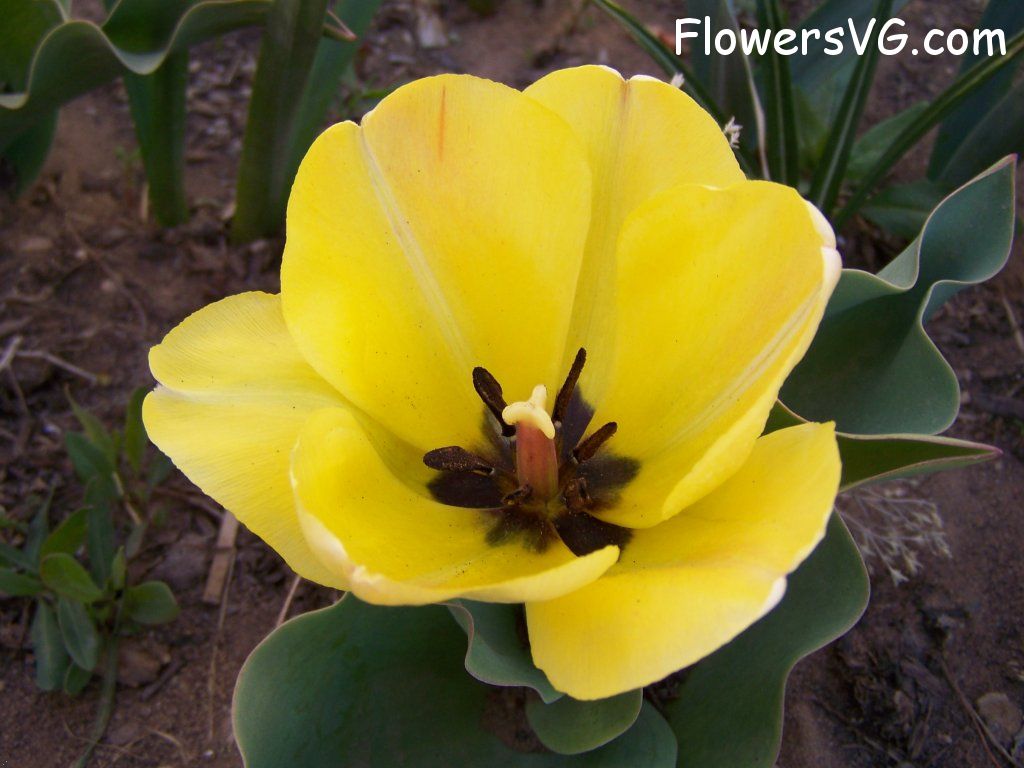 tulip flower Photo abflowers7500.jpg