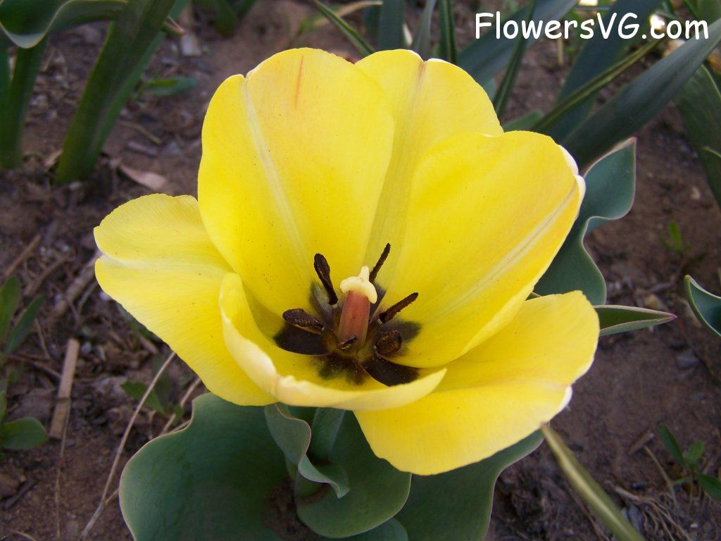 tulip flower Photo abflowers7501.jpg
