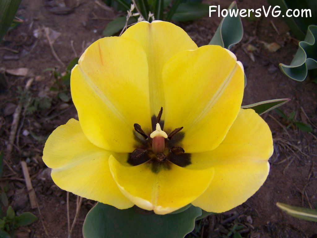 tulip flower Photo abflowers7502.jpg