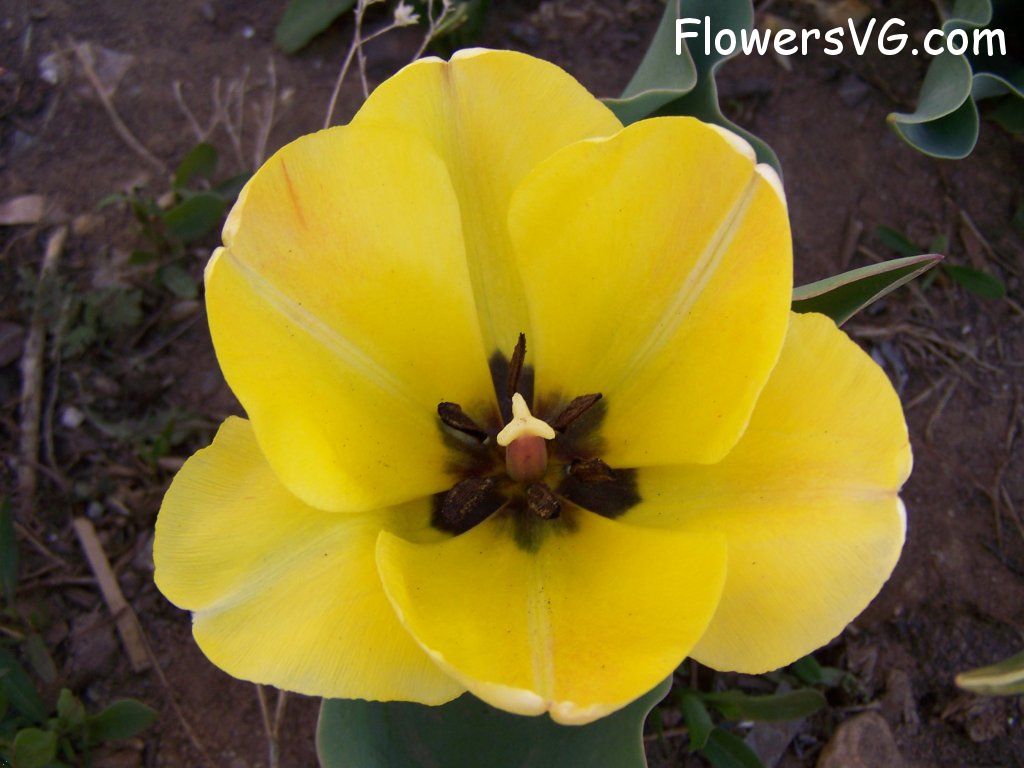 tulip flower Photo abflowers7503.jpg