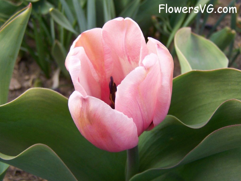 tulip flower Photo abflowers7504.jpg
