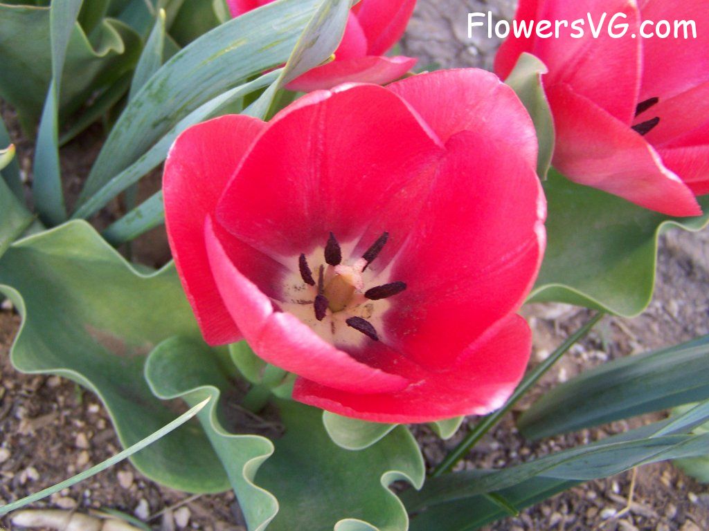 tulip flower Photo abflowers7506.jpg