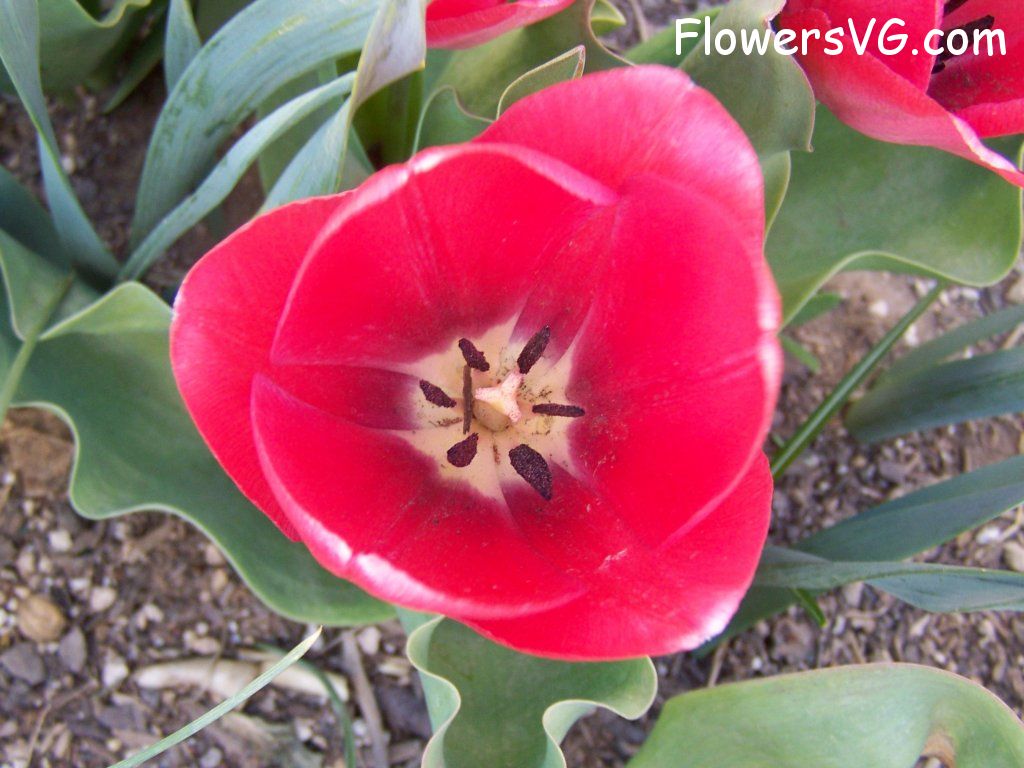 tulip flower Photo abflowers7507.jpg