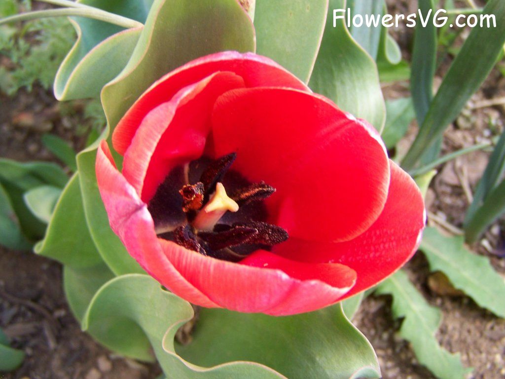 tulip flower Photo abflowers7509.jpg