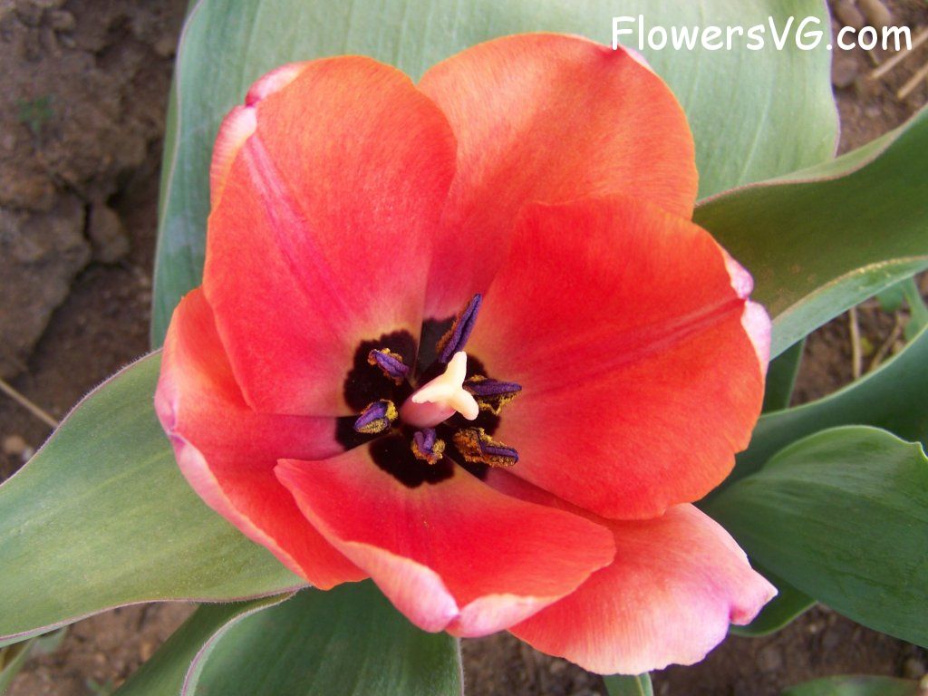 tulip flower Photo abflowers7510.jpg