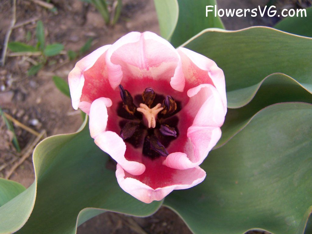 tulip flower Photo abflowers7512.jpg