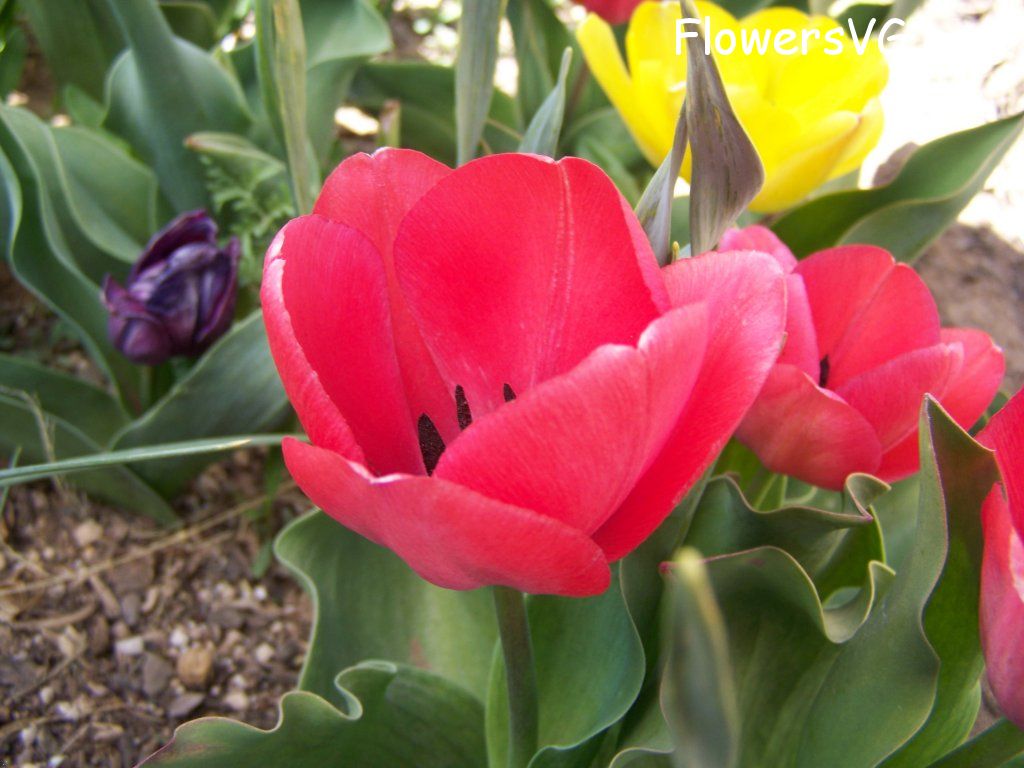 tulip flower Photo abflowers7513.jpg