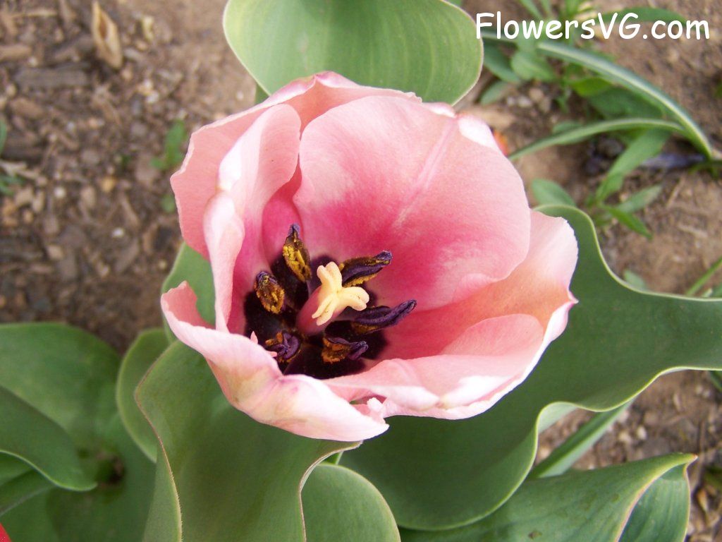 tulip flower Photo abflowers7515.jpg
