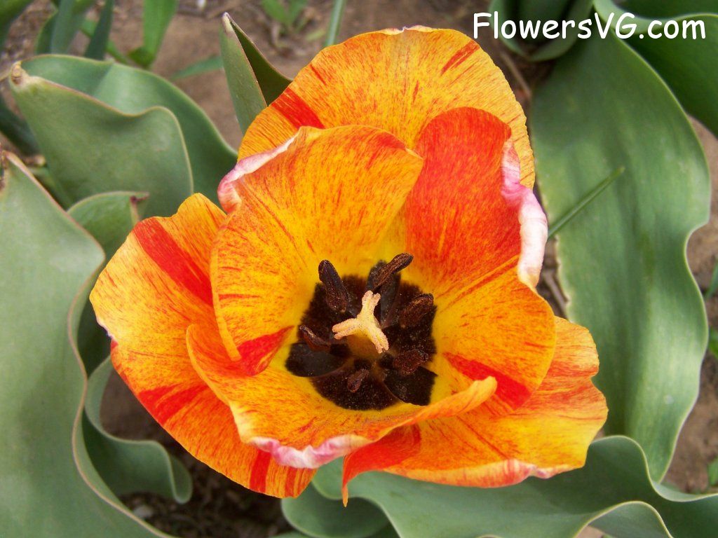 tulip flower Photo abflowers7516.jpg