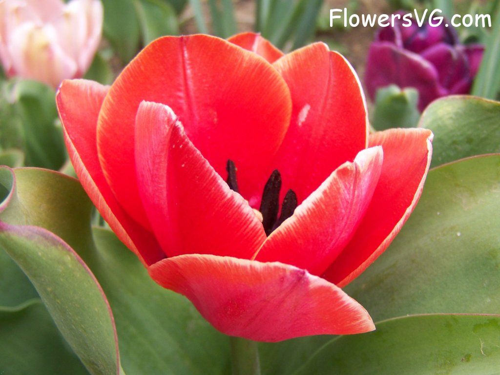 tulip flower Photo abflowers7519.jpg