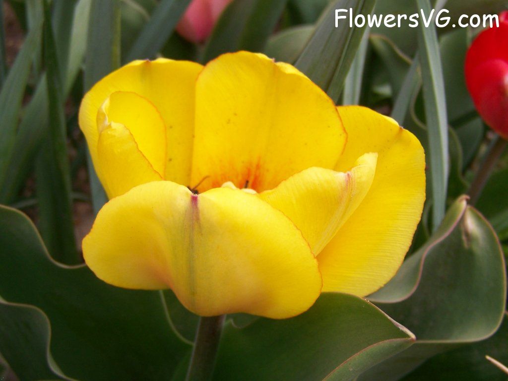 tulip flower Photo abflowers7520.jpg