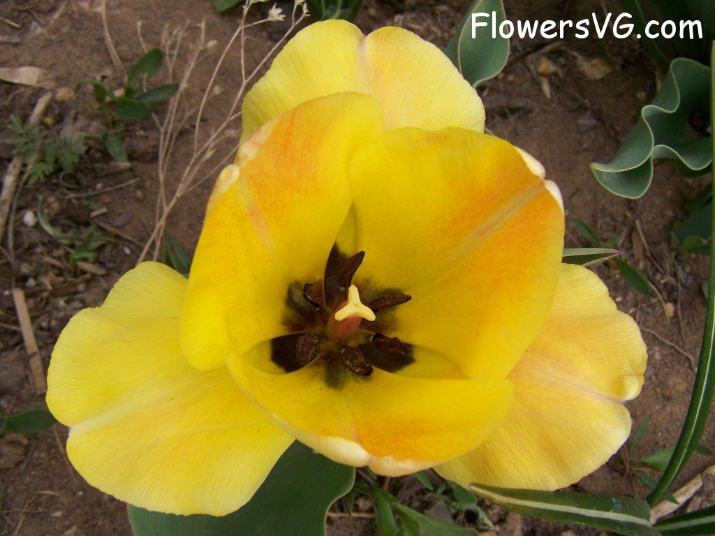 tulip flower Photo abflowers7521.jpg
