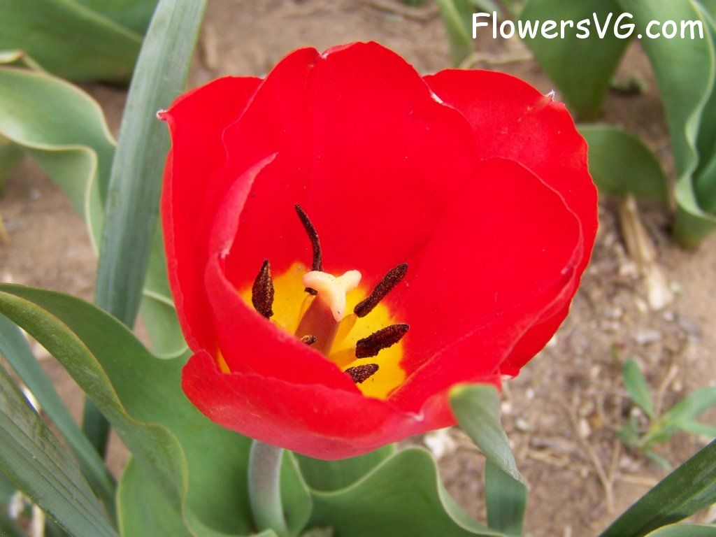 tulip flower Photo abflowers7524.jpg