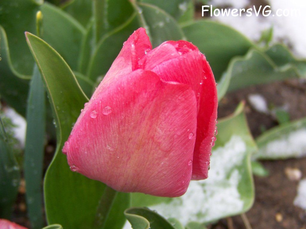tulip flower Photo abflowers7527.jpg