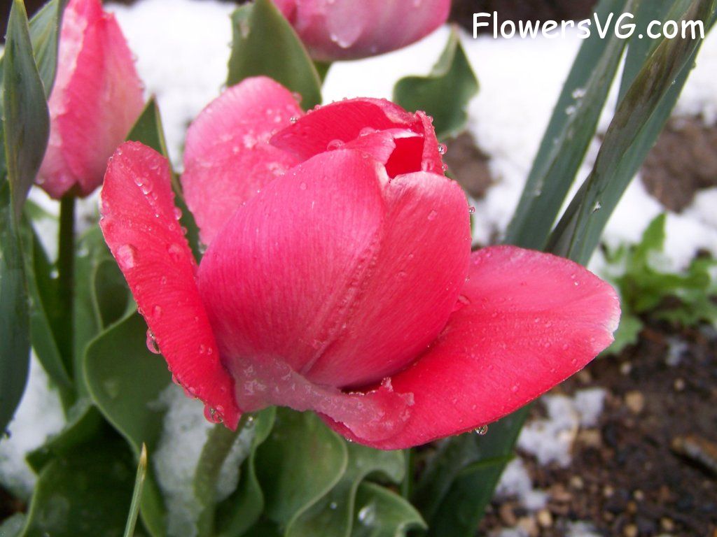 tulip flower Photo abflowers7533.jpg