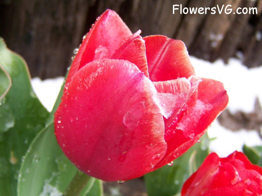 tulip flower Photo abflowers7542.jpg